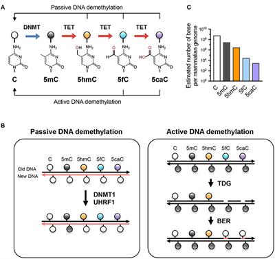 TET Enzymes and 5hmC in Adaptive and Innate Immune Systems